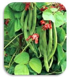 Picture of Runner Bean Relish