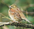 Cirl Bunting perched on a branch